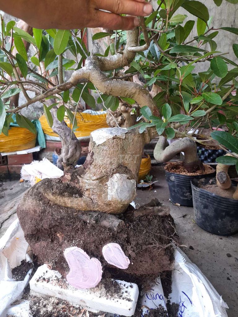 Cà ba thái bonsai thành phẩm