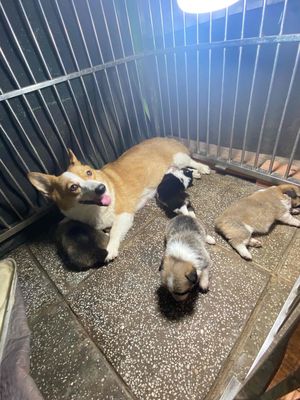chó Corgi bao thuần chủng nhà làm