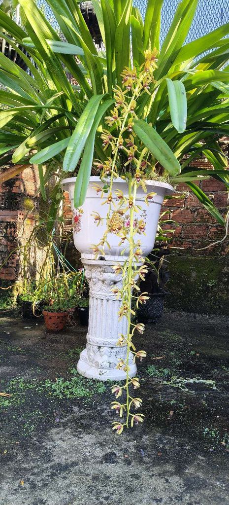 Phong Lan. Mua bán Cây cảnh, đồ trang trí tại Quận Ngũ Hành Sơn Đà Nẵng được đăng bởi Thang hình 1