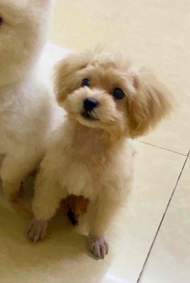 Chó poodle 4 tháng tuổi đã tiêm đầy đủ