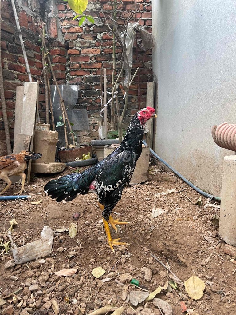 gà tơ. Mua bán Gà tại Huyện Sóc Sơn Hà Nội được đăng bởi ma kiếm hình 1