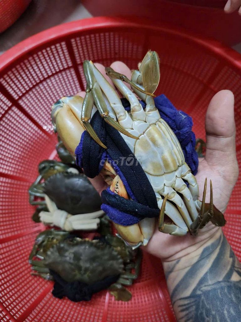 Cua cà mau thùng 8 con 339k bao ăn từng con