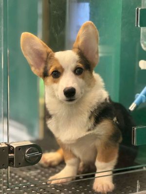 Cần gả 2 em chó  corgi thuần chủng