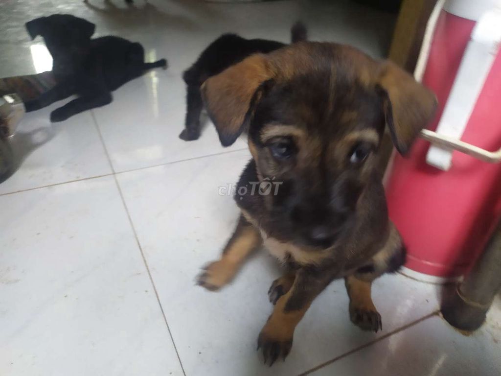 Chó con Nâu đen hơn 1 tháng. Mua bán Chó tại Huyện Giồng Riềng Kiên Giang được đăng bởi Danh sa thi hình 1