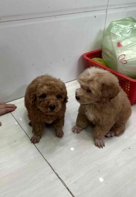 Mình cần gả bớt 1 em poodle sz tiny. Mua bán Chó tại Thành phố Biên Hòa Đồng Nai được đăng bởi Trung Hiếu