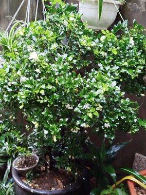 Cây nguyet quế. Mua bán Cây cảnh, đồ trang trí tại Quận Hai Bà Trưng Hà Nội được đăng bởi Nguyễn Minh Thoa