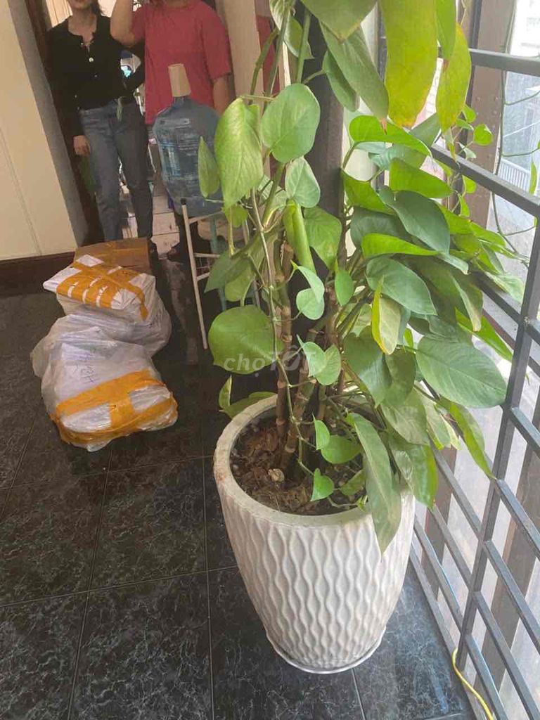 Chậu cây cảnh Trầu bà leo Sứ Mới đẹp. Mua bán Cây cảnh, đồ trang trí tại Huyện Hóc Môn Tp Hồ Chí Minh được đăng bởi Bích Ngọc hình 1