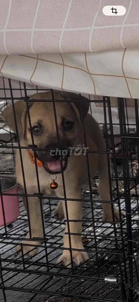 Chó Cỏ lai Pug 2 tháng tuổi. Mua bán Chó tại undefined Tp Hồ Chí Minh được đăng bởi Ms Nhi  hình 1