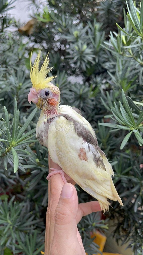 Chim Vẹt Cockatiel. Mua bán Chim tại Quận Bình Thạnh Tp Hồ Chí Minh được đăng bởi Ken Lê hình 1