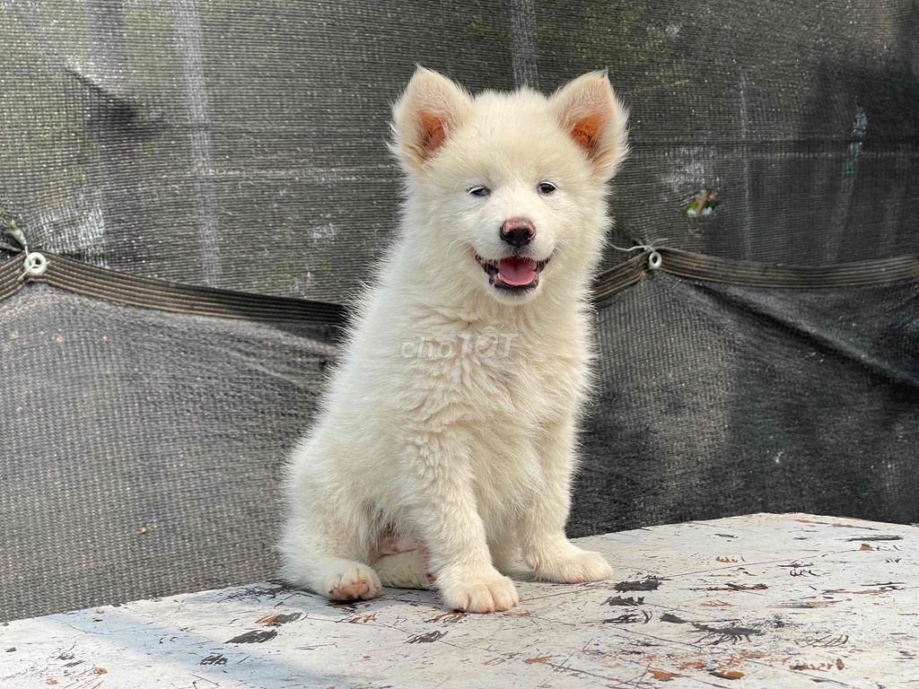 Chó trắng xù mặt sói. Mua bán Chó tại Huyện Mê Linh Hà Nội được đăng bởi Tuấn hình 1