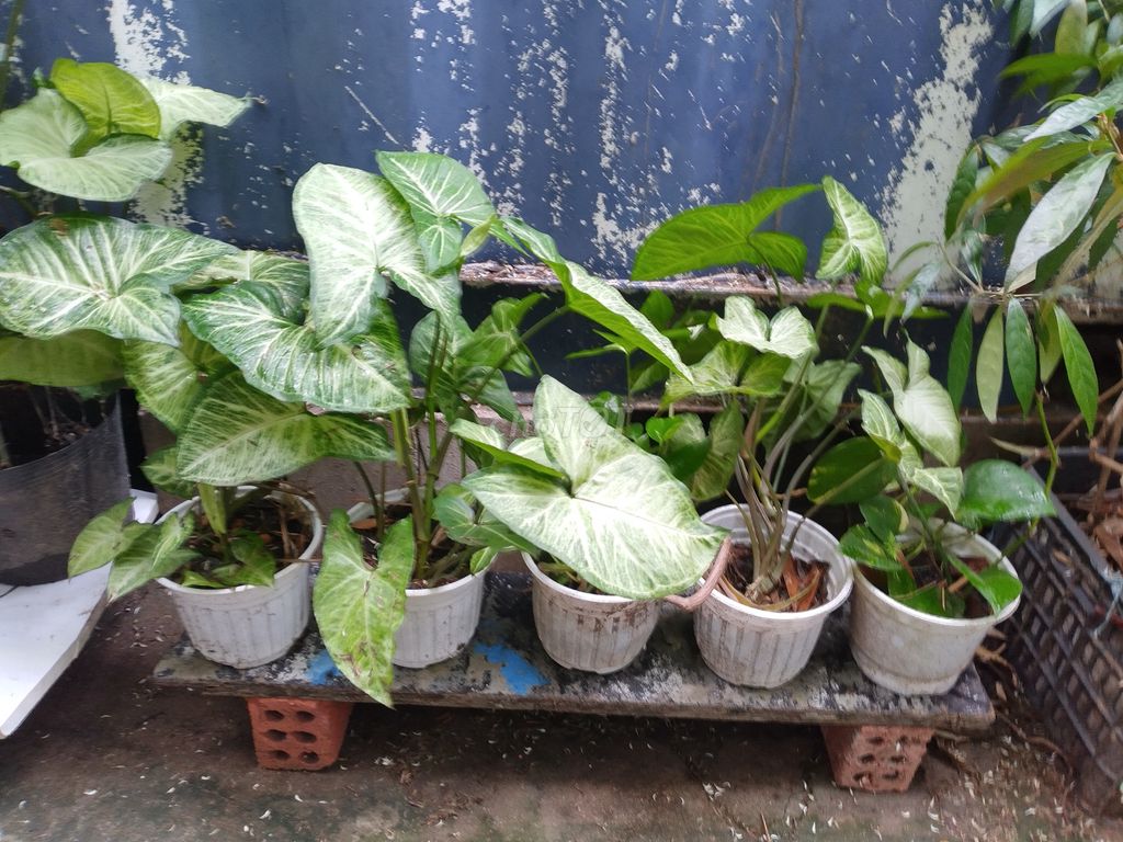 Cây cảnh. Mua bán Cây cảnh, đồ trang trí tại Quận Cẩm Lệ Đà Nẵng được đăng bởi Võ Hữu Như Ý hình 1