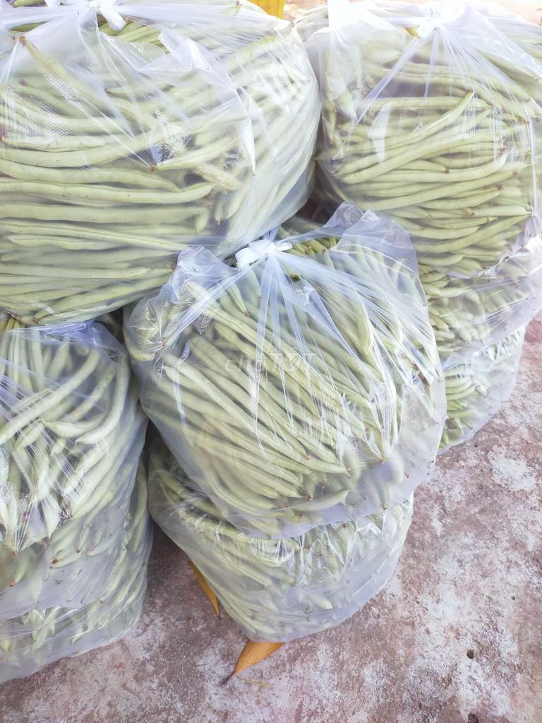 Đậu ve số lượng lớn. Mua bán Đồ ăn, thực phẩm và các loại khác tại Thị xã Ninh Hòa Khánh Hòa được đăng bởi Trongnguyen hình 1