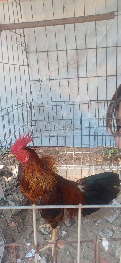 Gà chọi Vàng 2.9kg. Mua bán Gà tại Huyện Nhà Bè Tp Hồ Chí Minh được đăng bởi tran anh hung hình 1
