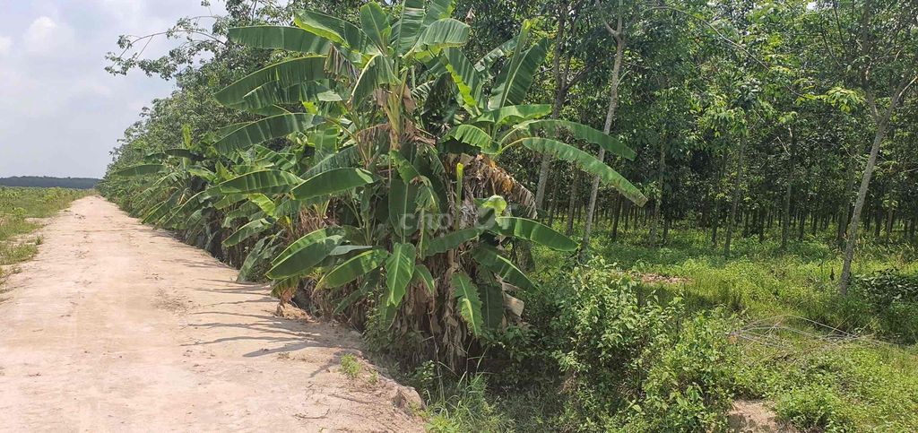 Cần bán 30000m2 đất trồng cao su Tây Ninh. Giá 7.5 tỷ. Mua bán đất tại Huyện Tân Châu Tây Ninh được đăng bởi Tony Hoàng hình 1