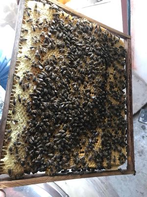 ong khai thác lấy mật