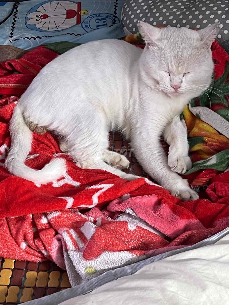 Mèo Anh lông ngắn đực 2 tuổi. Mua bán Mèo tại Thành phố Thuận An Bình Dương được đăng bởi nguyen dieu hình 1