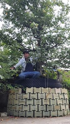 Khế gân chua bonsai thành phẩm. Mua bán Cây cảnh, đồ trang trí tại Thành phố Thủ Đức Tp Hồ Chí Minh được đăng bởi Truyền Nguyễn Thanh