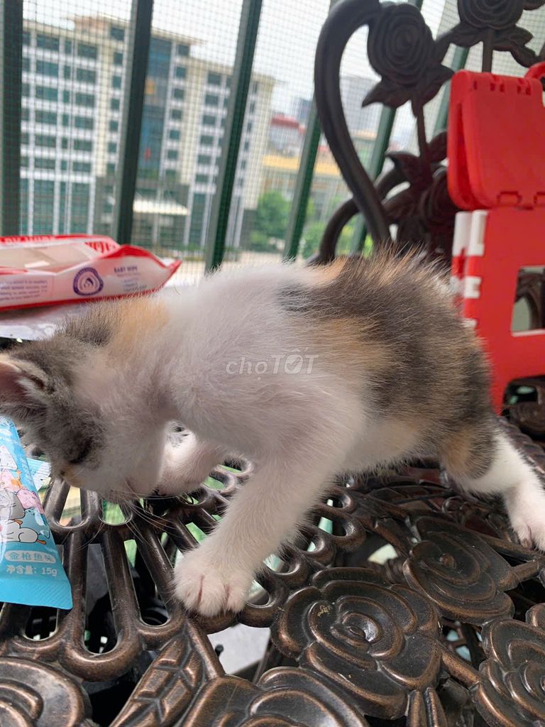 Cần tìm chủ yêu thương các bé mèo đáng yêu