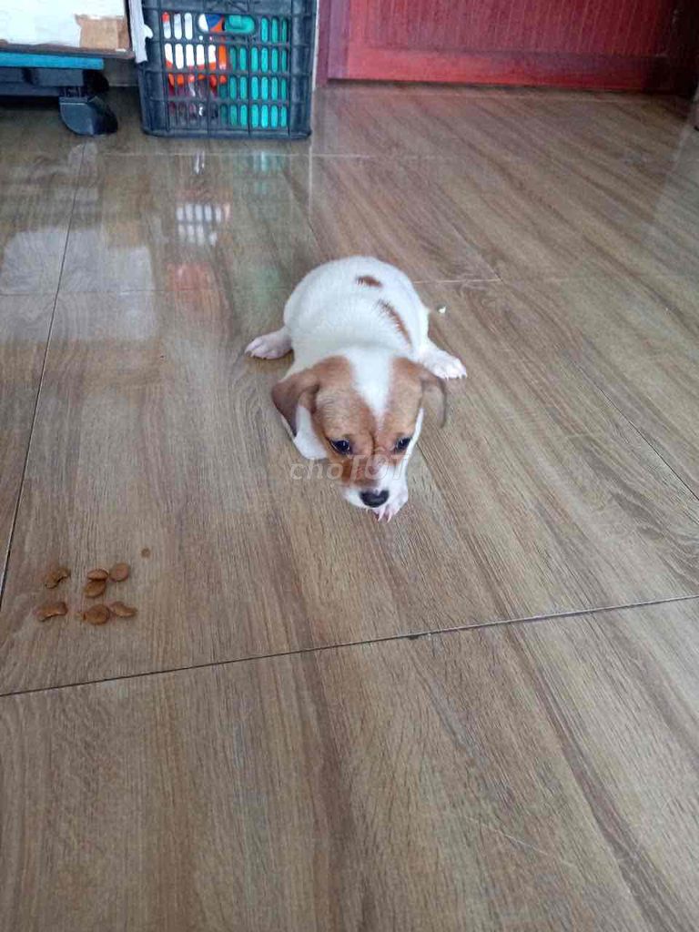 Chó lai nhật lùn. Mua bán Chó tại Quận 12 Tp Hồ Chí Minh được đăng bởi huỳnh đào  hình 5