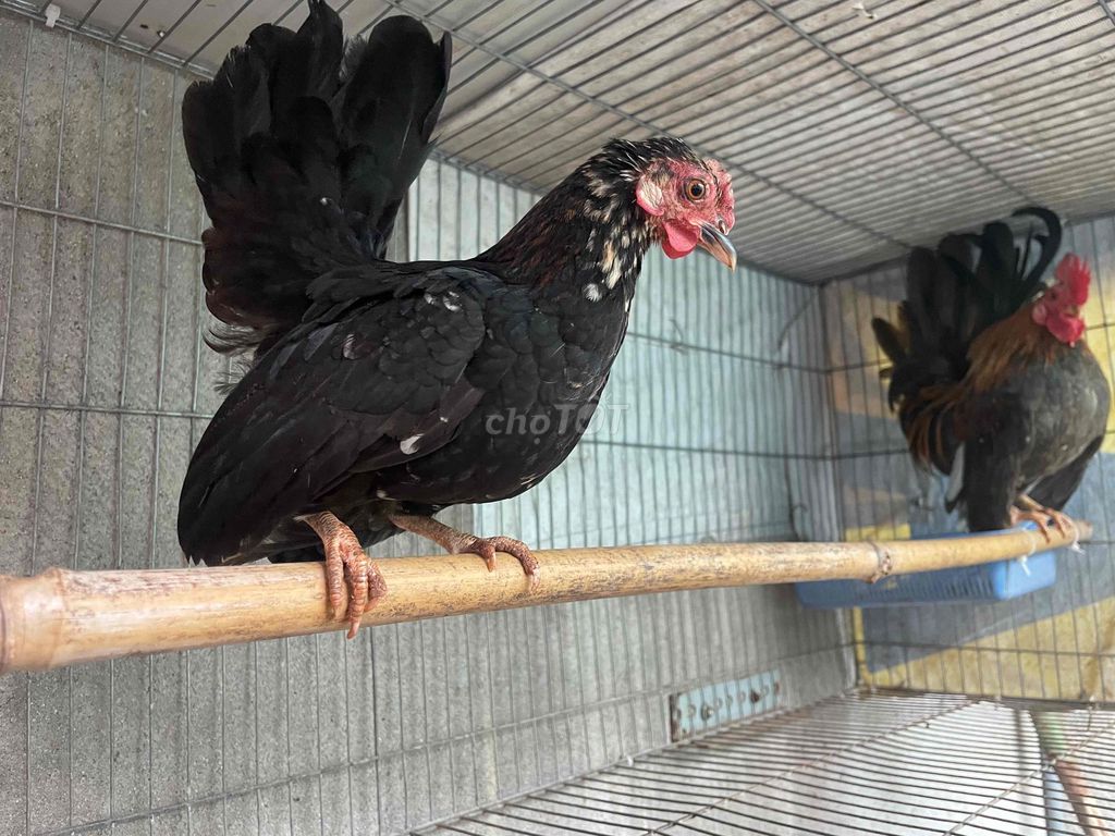 Gà cảnh trống Đen Nâu. Mua bán Gà tại Thành phố Buôn Ma Thuột Đắk Lắk được đăng bởi Phan An hình 1