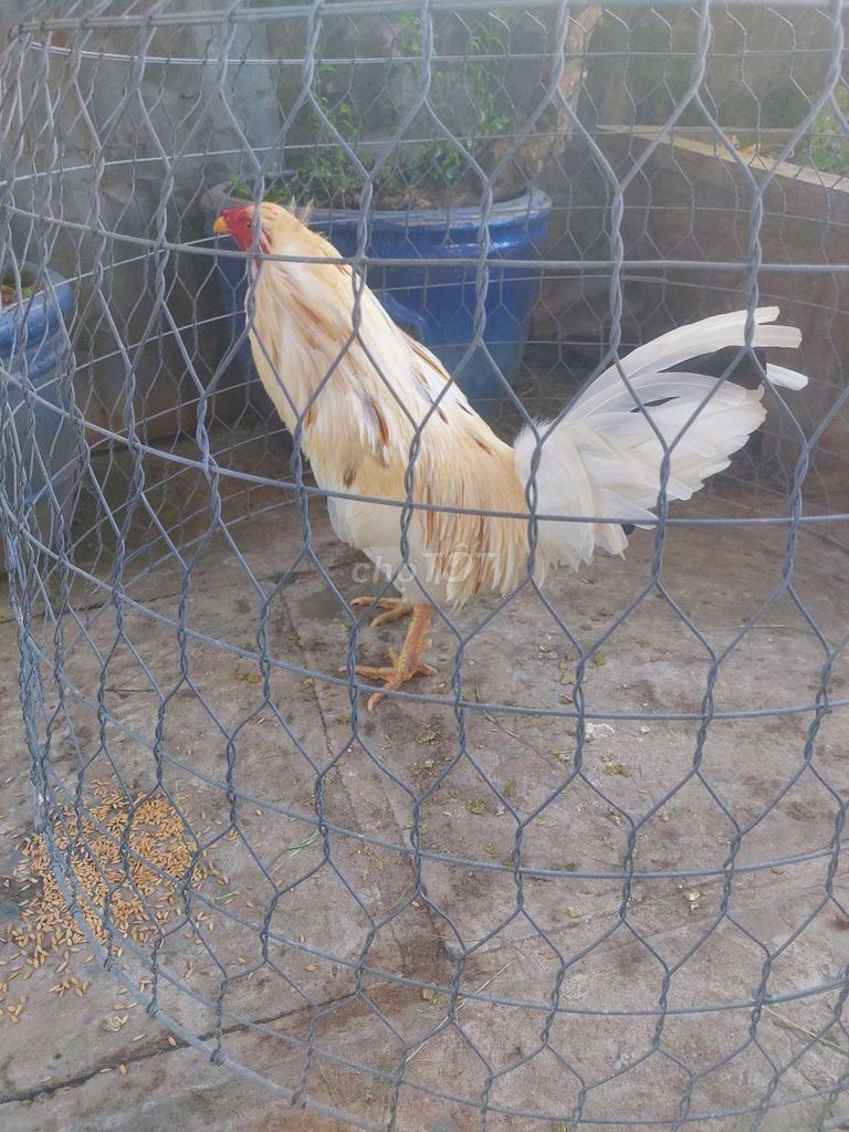 Gà chọi Trắng vàng 2.8kg Đực. Mua bán Gà tại Huyện Chợ Gạo Tiền Giang được đăng bởi Vinh Trần hình 1