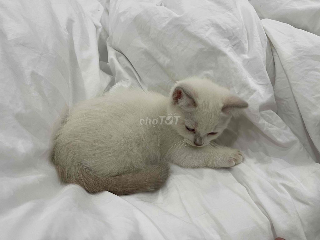 Mèo Anh lông ngắn Silver Point 2 tháng. Mua bán Mèo tại Thành phố Cẩm Phả Quảng Ninh được đăng bởi tran huu hình 1