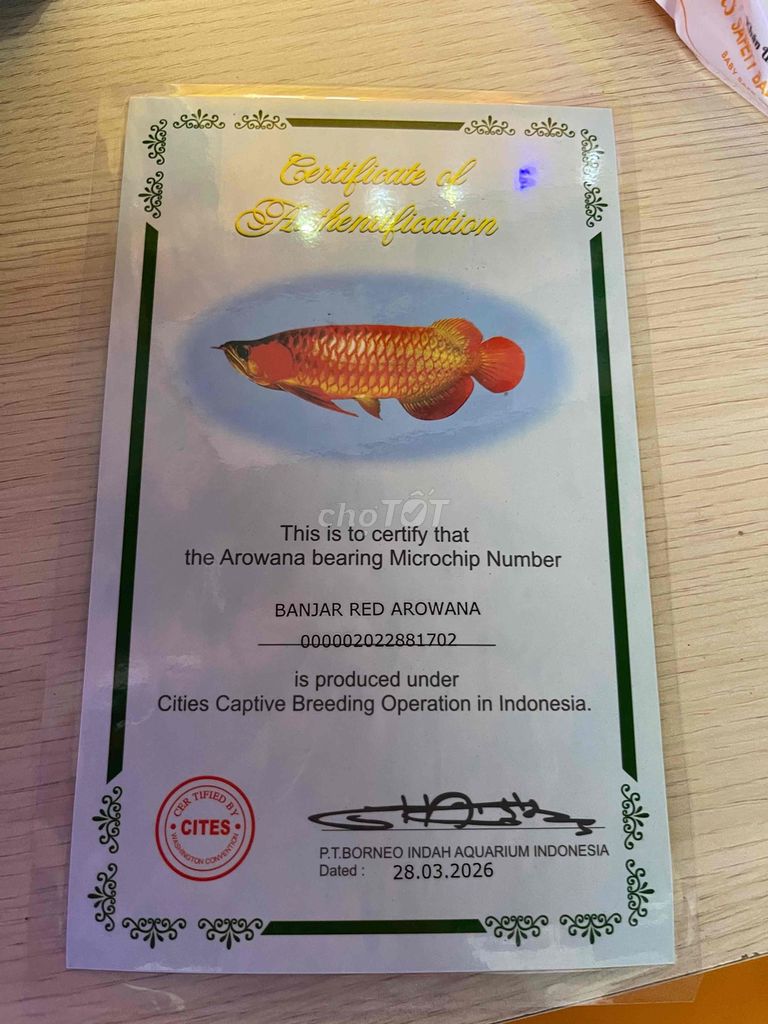 Cá cảnh Hồng long lai huyết Đỏ Indonesia. Mua bán Thú cưng khác tại Quận Tân Phú Tp Hồ Chí Minh được đăng bởi Nguyễn Ngoãn hình 1
