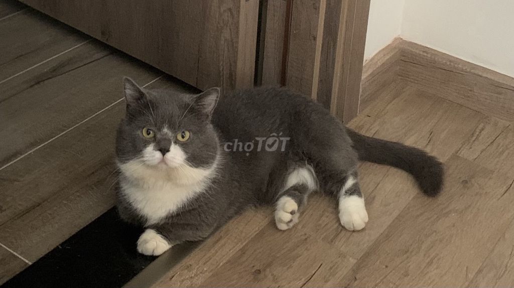 Mèo Bicolor đực 2 tuổi. Mua bán Mèo tại Quận Hà Đông Hà Nội được đăng bởi chau le hình 1