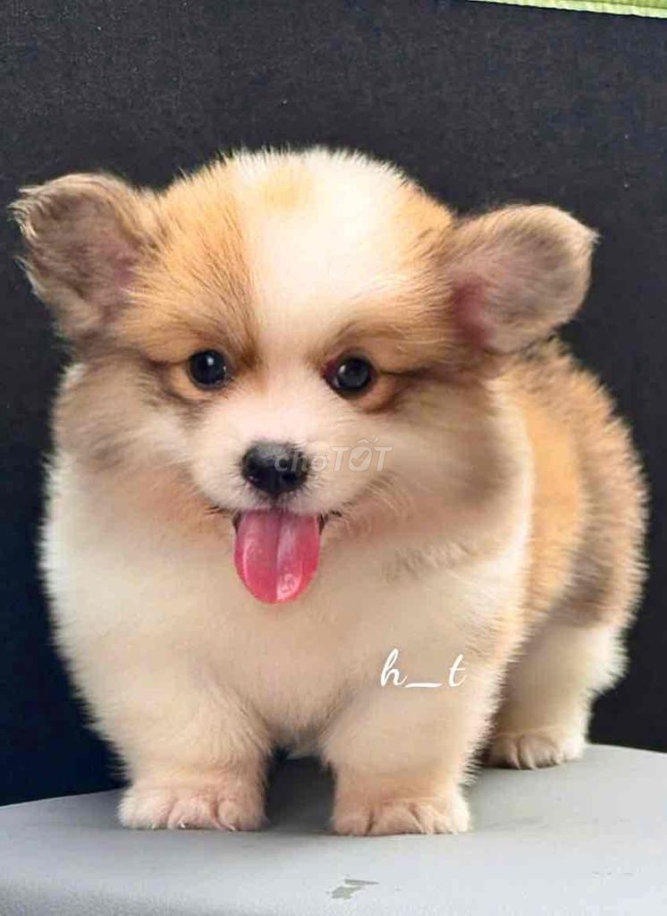 vip corgi phom dăng chuẩn mông to vip. Mua bán Chó tại Quận Bình Tân Tp Hồ Chí Minh được đăng bởi huỳnh thật  hình 1
