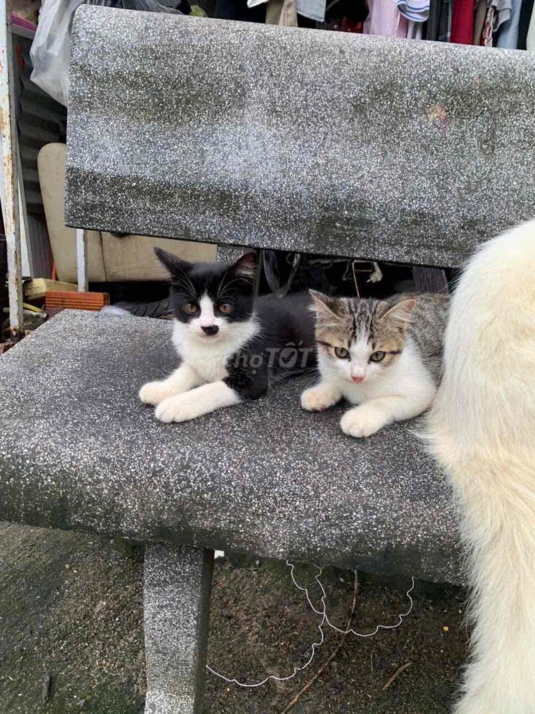 Mèo Nga lai. Mua bán Mèo tại Huyện Trảng Bom Đồng Nai được đăng bởi Trangg Sam hình 1