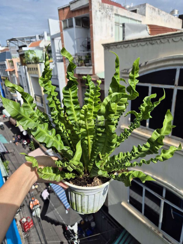 Chậu dương xỉ lá xoắn. Mua bán Cây cảnh, đồ trang trí tại Quận 3 Tp Hồ Chí Minh được đăng bởi Khánh Dương hình 1