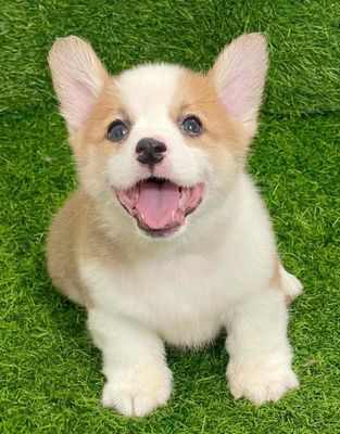 Chó Corgi Trắng nâu đã tiêm phòng