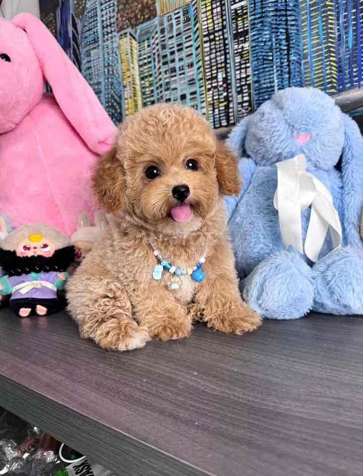 Poodle đủ màu. Mua bán Chó tại Quận Bình Thạnh Tp Hồ Chí Minh được đăng bởi Phạm Tiến hình 1