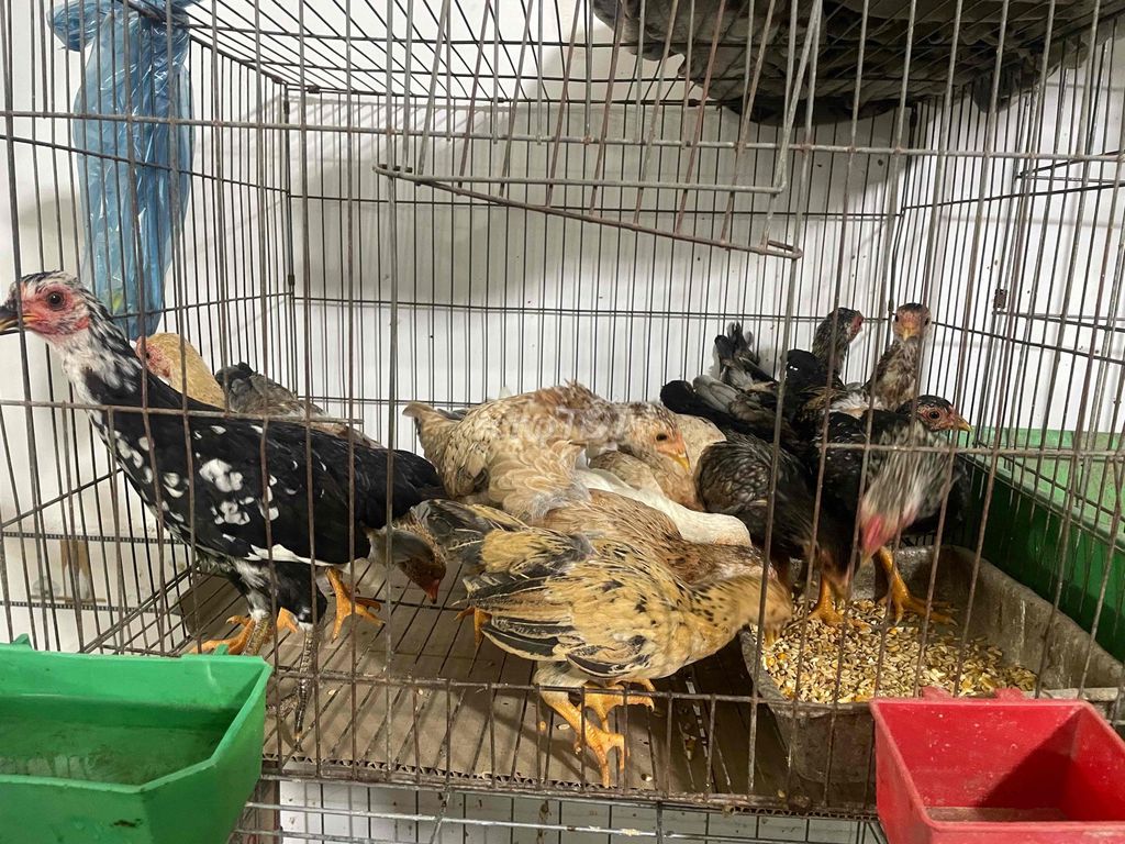 Gà tre Bắc 15 con. Mua bán Gà tại Quận Bình Tân Tp Hồ Chí Minh được đăng bởi bãi nhật 17 hình 1