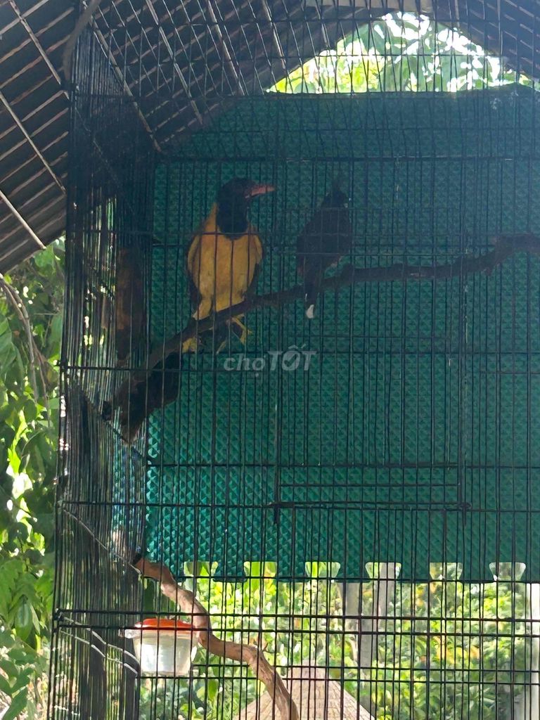 Chim cảnh Vàng, đen. Mua bán Chim tại Thành phố Thủ Đức Tp Hồ Chí Minh được đăng bởi nguyen thanh  hình 1