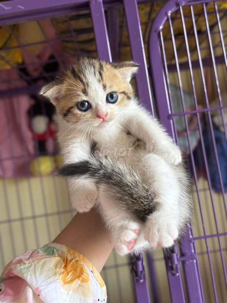 Mèo ALN tai cụp Tricolor Mèo con. Mua bán Mèo tại Quận Cái Răng Cần Thơ được đăng bởi Duy Tân hình 1