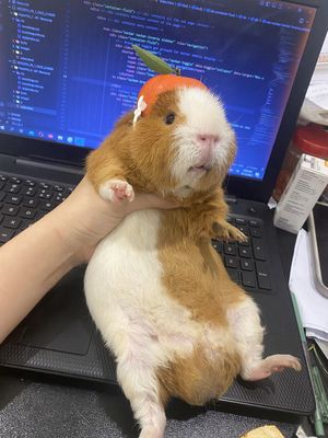 Bọ ú/ Chuột lang Teddy đực 7 tháng tuổi