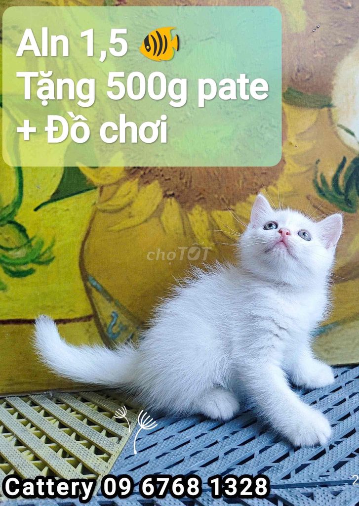 Đàn mèo nhà trồng 1.5 cá tặng pate.đồ chơi