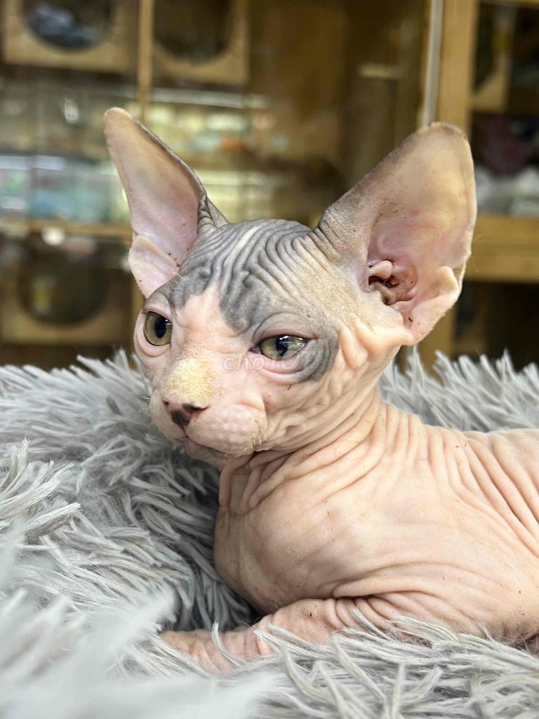 Bé Mèo Sphynx Hai Mái, Hồng Thuần Chủng Giống Đẹp