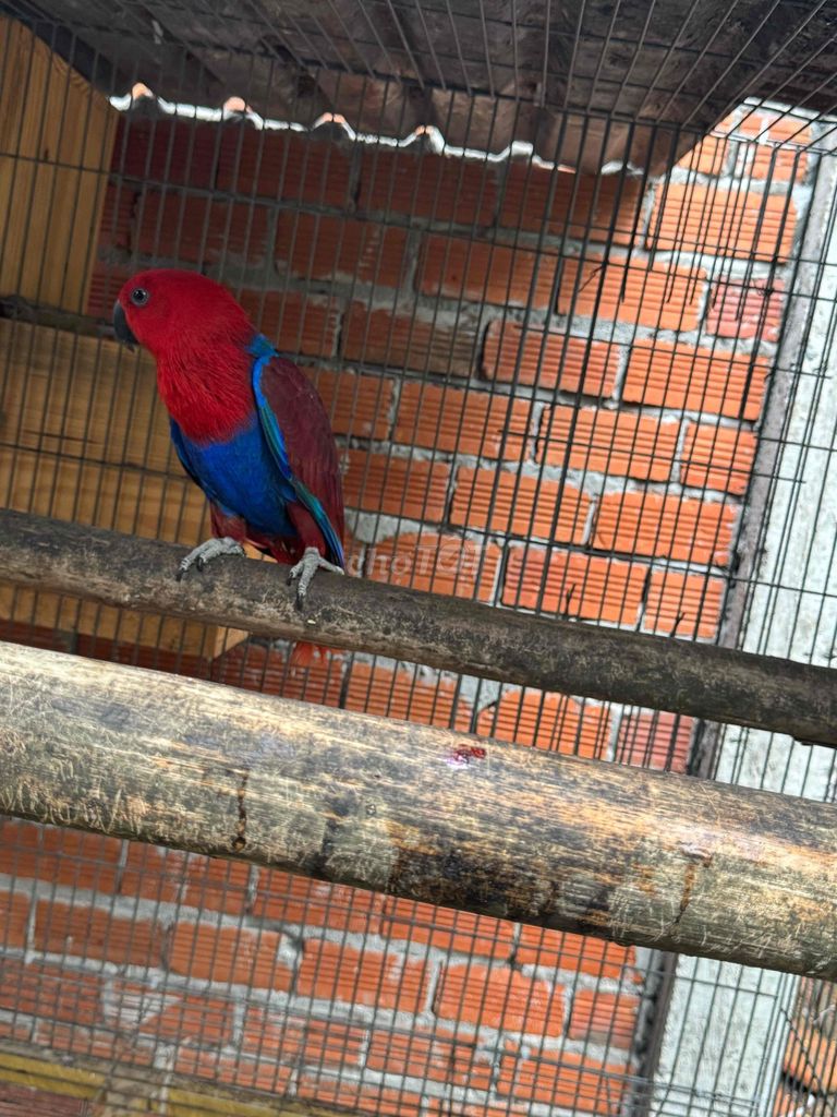 Chim Eclectus cái 2 tuổi Đỏ, Xanh. Mua bán Chim tại Quận Tân Bình Tp Hồ Chí Minh được đăng bởi trần quân hình 1