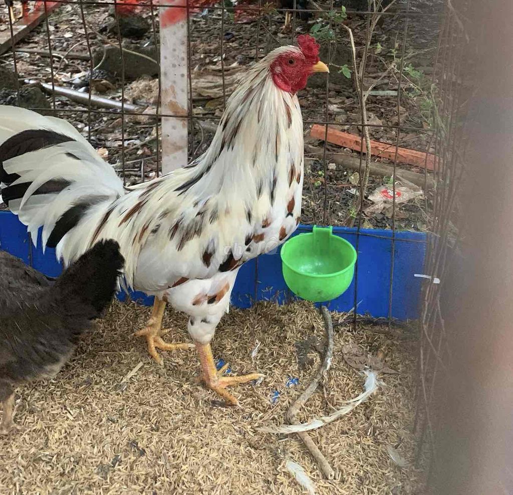 mua Gà cúp 4 tháng. Mua bán Gà tại Huyện Trảng Bom Đồng Nai được đăng bởi chí thiện  hình 1