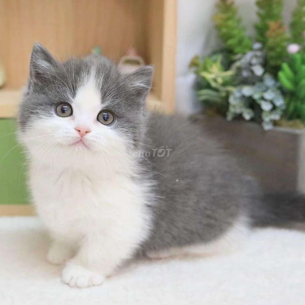 Munchkin chân ngắn Bicolor. Mua bán Mèo tại Quận 1 Tp Hồ Chí Minh được đăng bởi O PET  Thế Giới Thú Cưng hình 2
