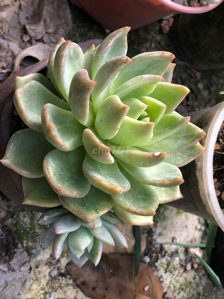 Sen đá Xanh lá Dễ trồng. Mua bán Cây cảnh, đồ trang trí tại Huyện Cầu Ngang Trà Vinh được đăng bởi Nguyễn Trần Hoài Phong  hình 1