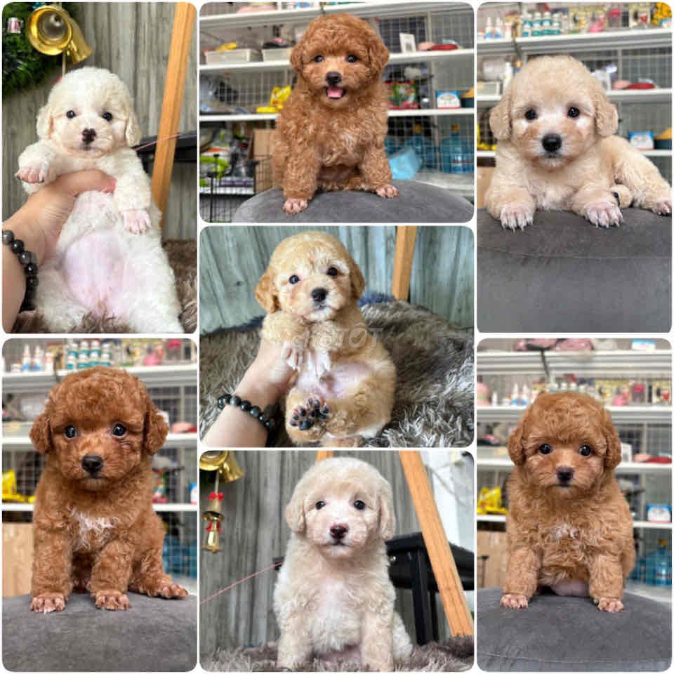 Chó Poodle nhiều màu. Mua bán Chó tại Quận Gò Vấp Tp Hồ Chí Minh được đăng bởi Poodle Sài Gòn hình 1