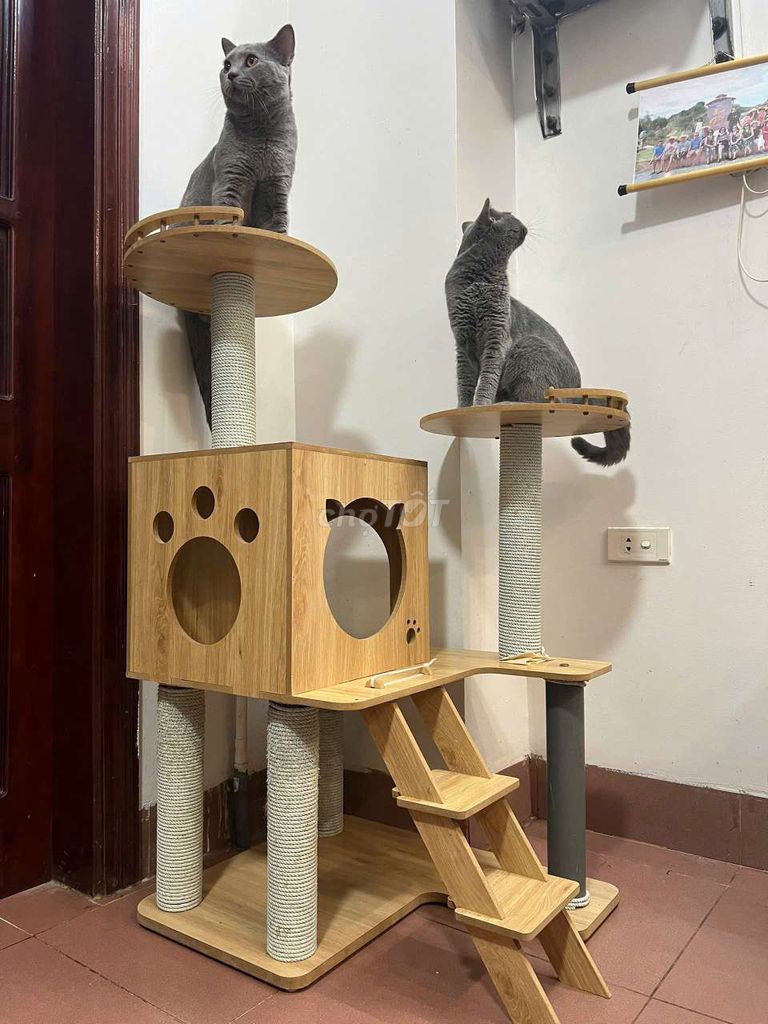 Mèo đực Xám 8kg đã triệt sản. Mua bán Mèo tại Quận Long Biên Hà Nội được đăng bởi Keo Bjm Ngo hình 1