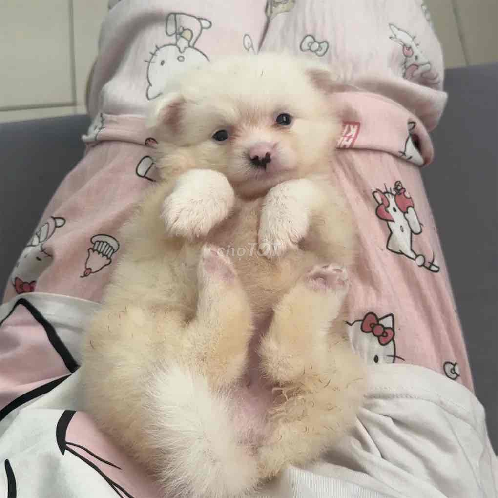 Chó Phốc Sóc lai Nhật trắng dưới 3 tháng. Mua bán Chó tại Quận Gò Vấp Tp Hồ Chí Minh được đăng bởi Trần Thị Yến Nhi hình 1