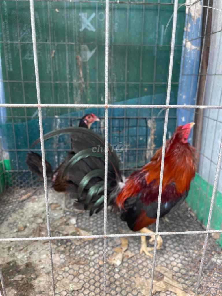 Gà Mỹ 1.2kg thanh lý. Mua bán Gà tại Quận 11 Tp Hồ Chí Minh được đăng bởi Quang hình 1