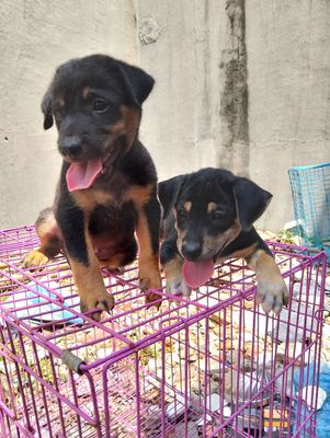 Chó rottweiler f1 canh nhà. Mua bán Chó tại Quận 12 Tp Hồ Chí Minh được đăng bởi Huỳnhpetshop
