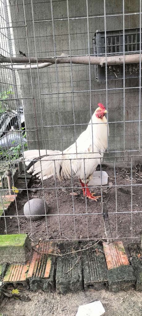 Gà 3k222. Mua bán Gà tại Huyện Hóc Môn Tp Hồ Chí Minh được đăng bởi Tiến Trần  hình 1