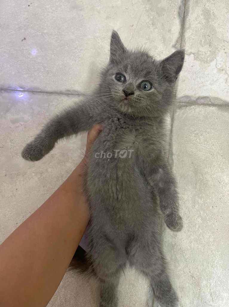 Mèo 2 tháng tuổi Xám xanh. Mua bán Mèo tại Quận Bắc Từ Liêm Hà Nội được đăng bởi Nguyễn thanh huyền hình 1